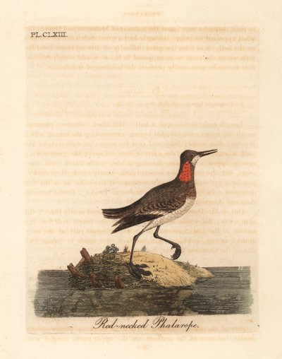 Phalaropus z czerwoną szyjką, Phalaropus lobatus (Phalaropus hyperboreus). Ręcznie kolorowany miedzioryt narysowany i grawerowany przez Johna Lathama z jego własnej A General History of Birds, Winchester autorstwa John Latham