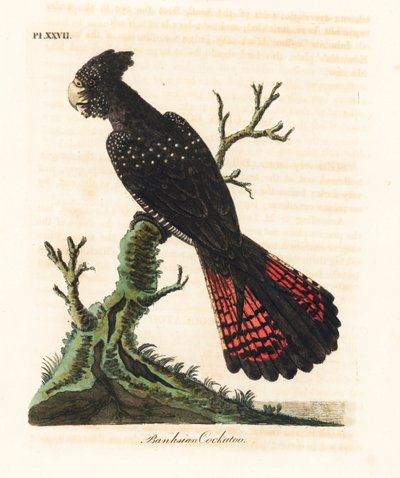 Kakadu rudosterna, Calyptorhynchus banksii (Kakadu Banksian, Psittacus banksii). Ręcznie kolorowany miedzioryt narysowany i grawerowany przez Johna Lathama z jego własnej A General History of Birds, Winchester autorstwa John Latham