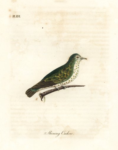 Błyszcząca kukułka brązowa, Chrysococcyx lucidus (Lśniąca kukułka, Cuculus lucidus). Ręcznie kolorowany miedzioryt narysowany i grawerowany przez Johna Lathama z jego własnej A General History of Birds, Winchester autorstwa John Latham