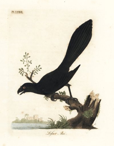 Gładkodzikie ani lub mniejsze ani, Crotophaga ani. Ręcznie kolorowany miedzioryt narysowany i grawerowany przez Johna Lathama z jego własnej A General History of Birds, Winchester autorstwa John Latham