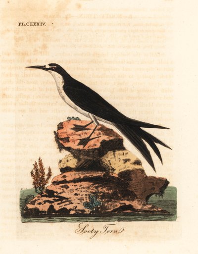 Rybitwa czarnodzioba, Onychoprion fuscatus (Sterna fuliginosa). Ręcznie kolorowany miedzioryt narysowany i grawerowany przez Johna Lathama z jego własnej A General History of Birds, Winchester autorstwa John Latham