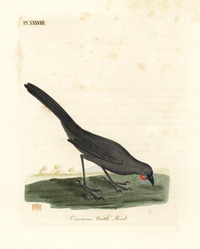 Wyspa Południowa, Nowa Zelandia kokako, Callaeas cinerea cinerea, uznana za wymarłą w 2007 r. (Cinereous akacji, Calloeas cinerea). Ręcznie kolorowany miedzioryt narysowany i grawerowany przez Johna Lathama z jego własnej A General History of Birds, Winche autorstwa John Latham