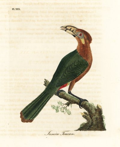 Tukan grubodzioby, Selenidera maculirostris, samica. Tukan Janeiro. Ręcznie kolorowany miedzioryt narysowany i grawerowany przez Johna Lathama z jego własnej A General History of Birds, Winchester autorstwa John Latham