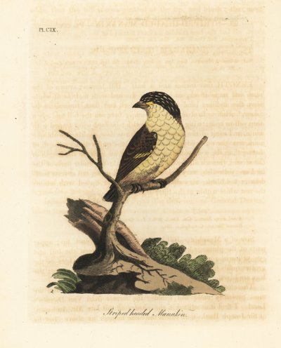 Pardalota prążkowana, Pardalotus striatus (Manakin pręgowany, Pipra striata). Ręcznie kolorowany miedzioryt narysowany i grawerowany przez Johna Lathama z jego własnej A General History of Birds, Winchester autorstwa John Latham