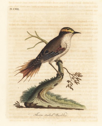 rayadito ciernisty , aphrastura spinicauda ( pokrzewka ciernisty , sylvia spinicauda ). Ręcznie kolorowany miedzioryt narysowany i grawerowany przez Johna Lathama z jego własnej A General History of Birds, Winchester autorstwa John Latham