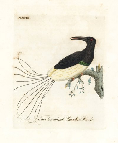 Dwunastoprzewodowy ptak rajski, Seleucidis melanoleucus (Paradisea nigricans). Ręcznie kolorowany miedzioryt narysowany i grawerowany przez Johna Lathama z jego własnej A General History of Birds, Winchester autorstwa John Latham