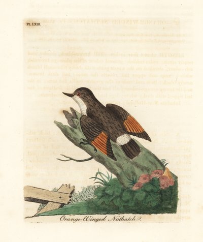 Zróżnicowana sittella, Daphoenositta chrysoptera (Kowalik pomarańczowoskrzydły, Sitta chrysoptera). Ręcznie kolorowany miedzioryt narysowany i grawerowany przez Johna Lathama z jego własnej A General History of Birds, Winchester autorstwa John Latham