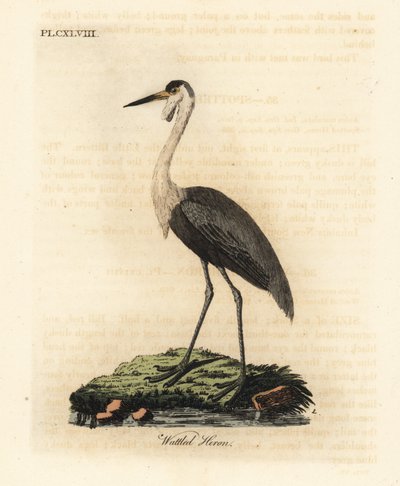 Czaszka koralowa, Bugeranus carunculatus. Wrażliwy. (Czapla koralowa, Ardea carunculata). Ręcznie barwiony miedzioryt narysowany i grawerowany przez Johna Lathama z jego własnej A General History of Birds, Winchester autorstwa John Latham