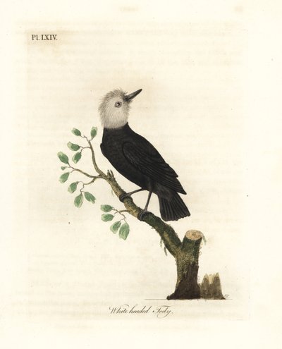 Białogłowy tyran bagienny, Arundinicola leucocephala (Tody białogłowa, Todus leucocephalus). Ręcznie kolorowany miedzioryt narysowany i grawerowany przez Johna Lathama z jego własnej A General History of Birds, Winchester autorstwa John Latham
