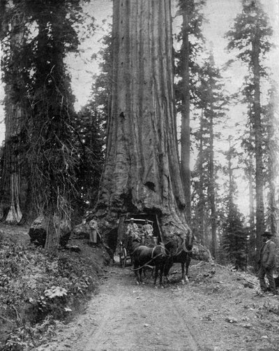 Wielkie drzewo (sekwoja): "wawona" w Mariposa Grove w Kalifornii (zdjęcie czarno-białe) autorstwa John Lawson Stoddard
