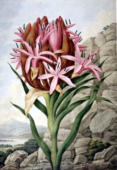 PD.757-1973 Spear Lily (Doryanthes excellsa) autorstwa John Lindley