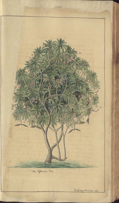 Strona z „Elegancies of Jamaica” autorstwa John Lindsay