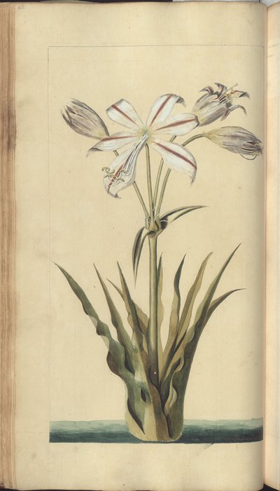 Strona z „Elegancies of Jamaica” autorstwa John Lindsay