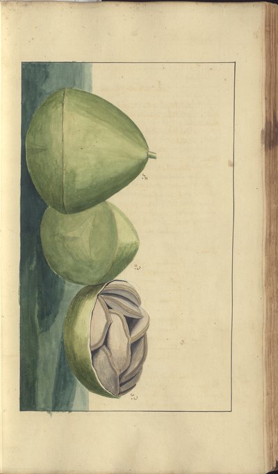 Strona z „Elegancies of Jamaica” autorstwa John Lindsay