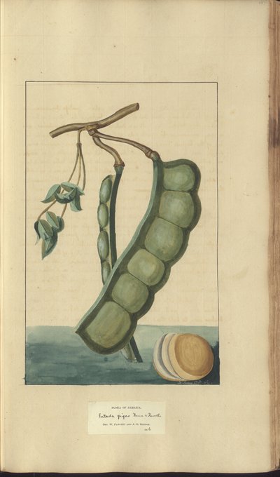 Strona z „Elegancies of Jamaica” autorstwa John Lindsay