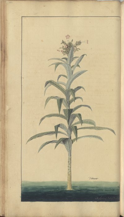 Strona z „Elegancies of Jamaica” autorstwa John Lindsay