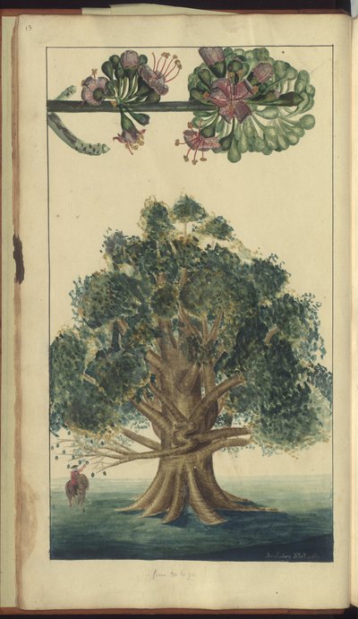 Strona z „Elegancies of Jamaica” autorstwa John Lindsay
