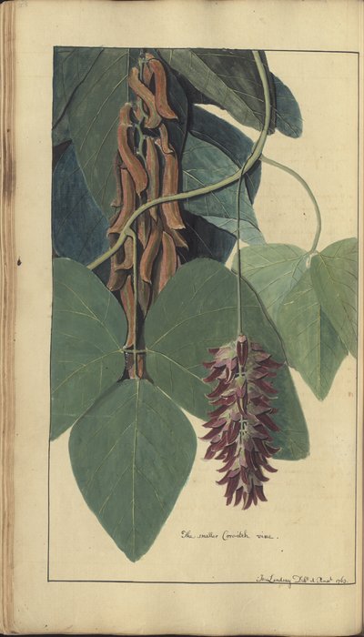 Strona z „Elegancies of Jamaica”, 206 autorstwa John Lindsay