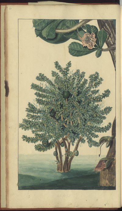 Strona z „Elegancies of Jamaica”, 21 autorstwa John Lindsay