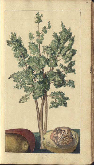 Strona z „Elegancies of Jamaica”, 24 autorstwa John Lindsay