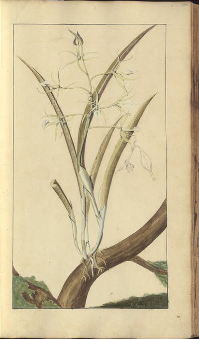 Strona z „Elegancies of Jamaica”, 285 autorstwa John Lindsay