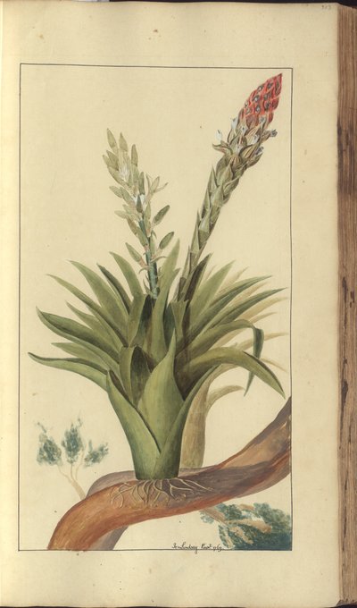 Strona z „Elegancies of Jamaica”, 303 autorstwa John Lindsay