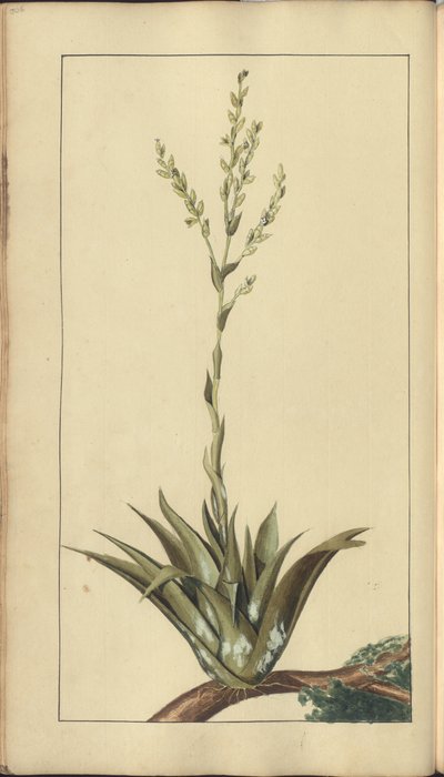 Strona z „Elegancies of Jamaica”, 306 autorstwa John Lindsay