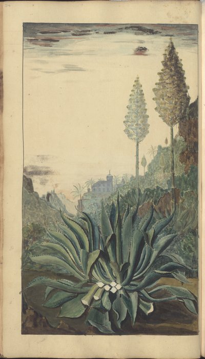 Strona z „Elegancies of Jamaica”, 314 autorstwa John Lindsay