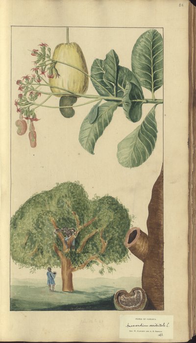 Strona z „Elegancies of Jamaica”, 32 autorstwa John Lindsay