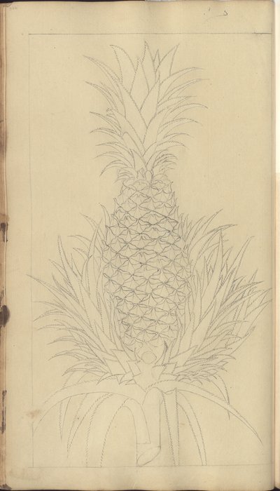 Strona z „Elegancies of Jamaica”, 344 autorstwa John Lindsay