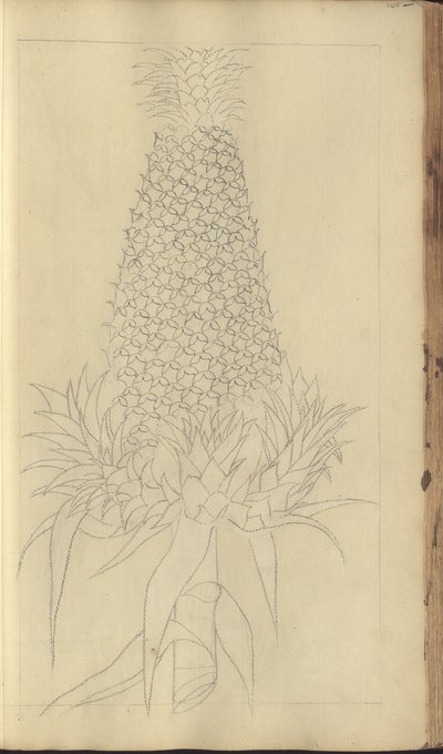 Strona z „Elegancies of Jamaica”, 345 autorstwa John Lindsay