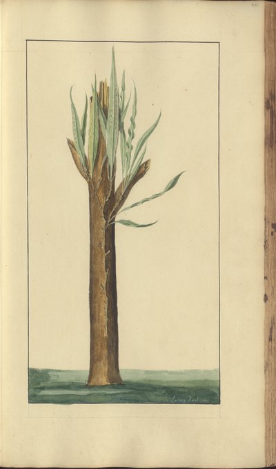 Strona z „Elegancies of Jamaica”, 351 autorstwa John Lindsay