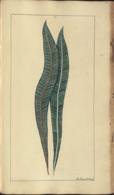 Strona z „Elegancies of Jamaica”, 357 autorstwa John Lindsay