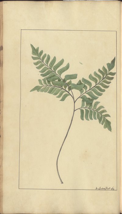 Strona z „Elegancies of Jamaica”, 370 autorstwa John Lindsay