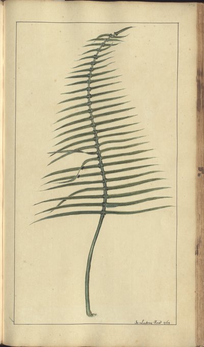 Strona z „Elegancies of Jamaica”, 373 autorstwa John Lindsay