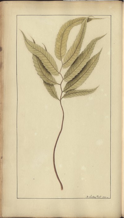 Strona z „Elegancies of Jamaica”, 376 autorstwa John Lindsay