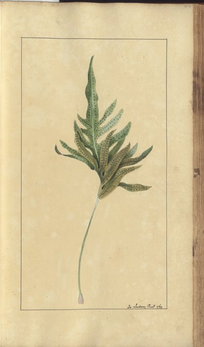 Strona z „Elegancies of Jamaica”, 379 autorstwa John Lindsay