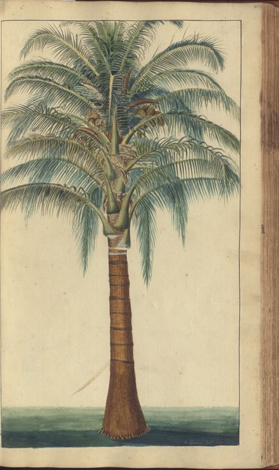 Strona z „Elegancies of Jamaica”, 403 autorstwa John Lindsay