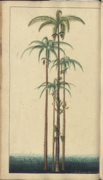 Strona z „Elegancies of Jamaica”, 420 autorstwa John Lindsay