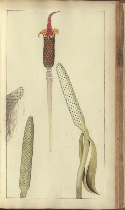 Strona z „Elegancies of Jamaica”, 423 autorstwa John Lindsay