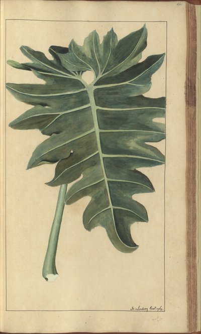 Strona z „Elegancies of Jamaica”, 461 autorstwa John Lindsay