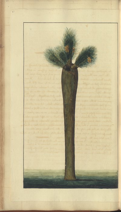 Strona z „Elegancies of Jamaica”, 87 autorstwa John Lindsay