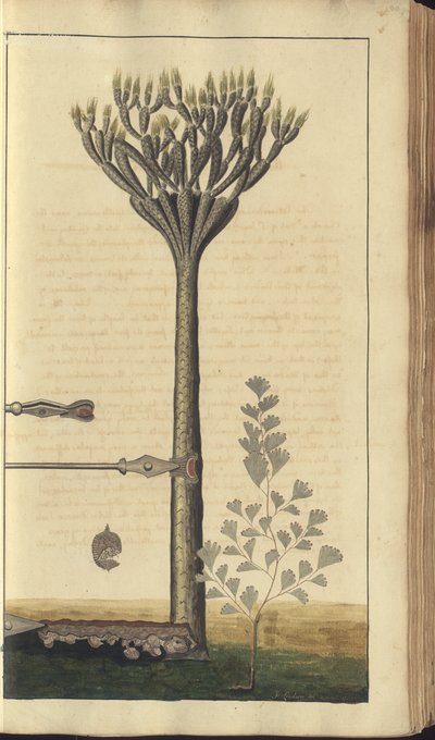 Strona z „Elegancies of Jamaica”, 90 autorstwa John Lindsay