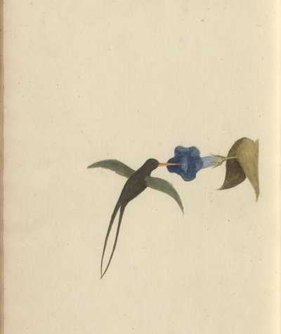 Strona z „Elegancies of Jamaica”, tom V, 22 autorstwa John Lindsay