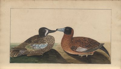 Strona z „Elegancies of Jamaica”, tom V, 4 autorstwa John Lindsay