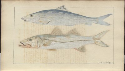 Rysunki Lindsay tom. VII autorstwa John Lindsay