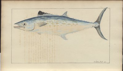 Rysunki Lindsay tom. VII autorstwa John Lindsay