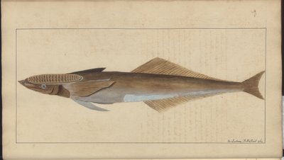 Rysunki Lindsay tom. VII autorstwa John Lindsay