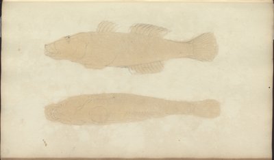 Rysunki Lindsay tom. VII, 21 autorstwa John Lindsay