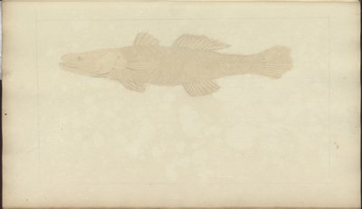 Rysunki Lindsay tom. VII, 22 autorstwa John Lindsay